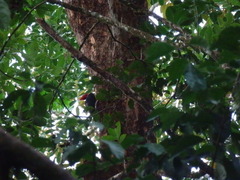 Campephilus rubricollis