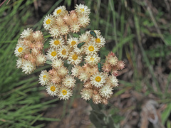 Helichrysum appendiculatum