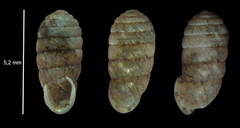 Sphyradium doliolum