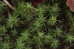 Polytrichum formosum