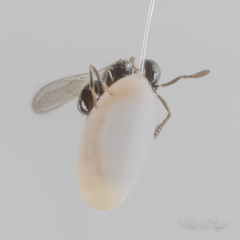 Telenomus chrysopae