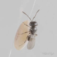Telenomus chrysopae
