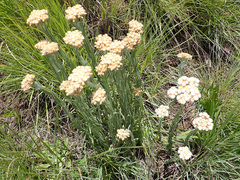 Helichrysum appendiculatum