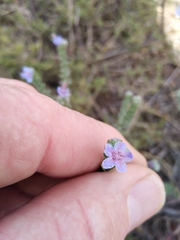 Lobostemon echioides