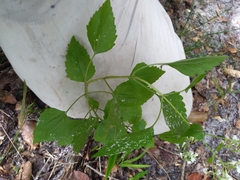 Ageratina jucunda