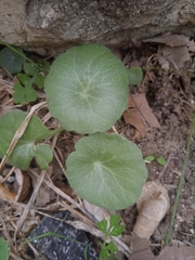 Umbilicus rupestris