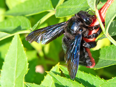 Xylocopa strandi