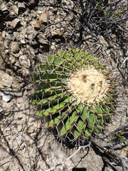 Echinocactus platyacanthus