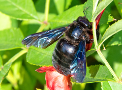 Xylocopa strandi