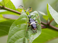 Trachyderes succinctus