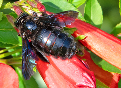 Xylocopa strandi