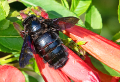 Xylocopa strandi