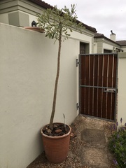 Cussonia transvaalensis