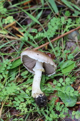 Agaricus semotus