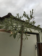 Cussonia transvaalensis