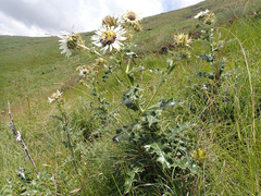 Berkheya cirsiifolia