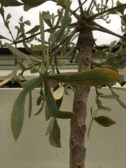 Cussonia transvaalensis