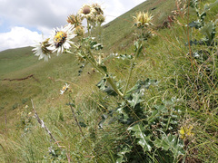 Berkheya cirsiifolia