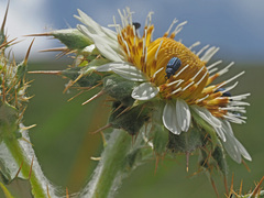 Berkheya cirsiifolia