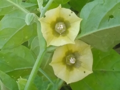 Physalis viscosa