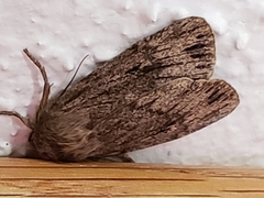 Amphipyra tragopoginis