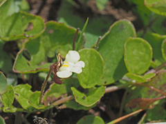 Diclis rotundifolia