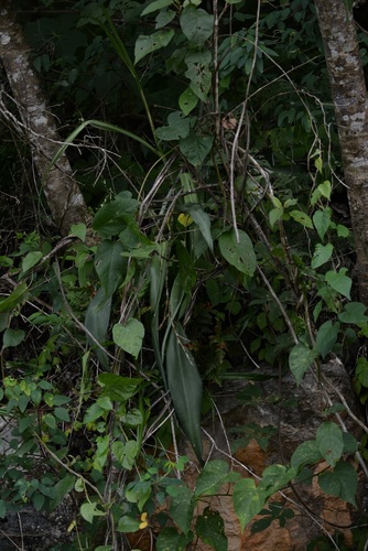 Agave pubescens