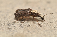 Meconemus impressicollis