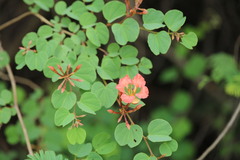 Bauhinia galpinii