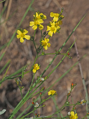 Linum thunbergii