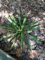 Agave decipiens