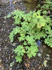 Petasites frigidus