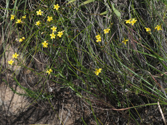 Linum thunbergii