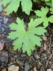 Petasites frigidus
