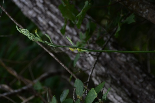 Agave pubescens
