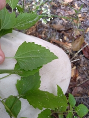 Ageratina jucunda