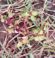 Melochia corchorifolia