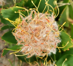 Leucospermum