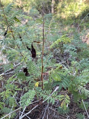 Acaciella angustissima