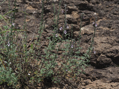 Jamesbrittenia pristisepala