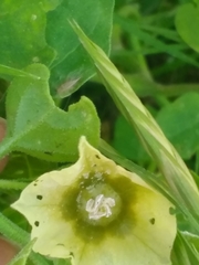 Physalis viscosa