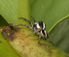 Leptofreya ambigua