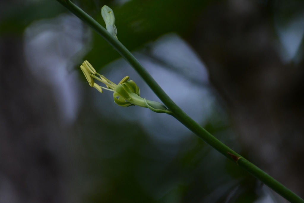 Manfreda pubescens