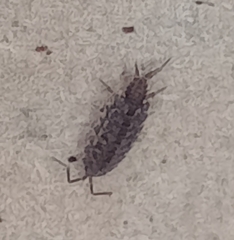 Porcellionides cingendus