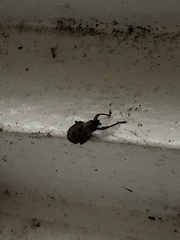 Curculionoidea