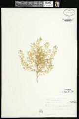 Leucospora multifida