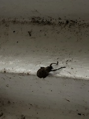 Curculionoidea
