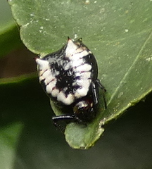 Micrathena patruelis