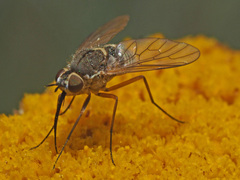 Phthiria