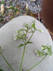 Ageratina jucunda